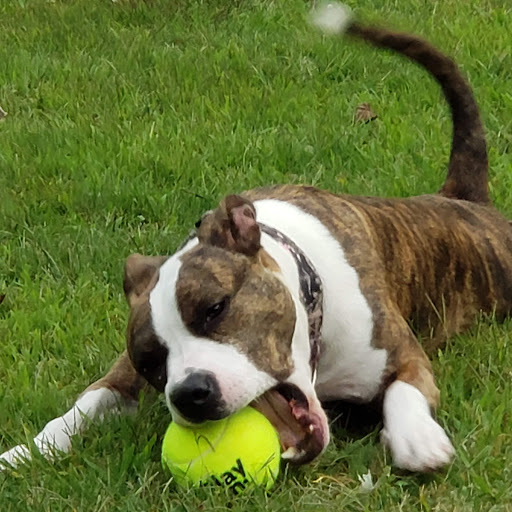 Pet Supply Store «Pet Supplies Plus», reviews and photos, 1791 W Columbia Ave, Battle Creek, MI 49015, USA