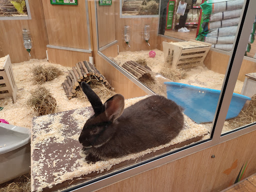 Rabbit shops in London