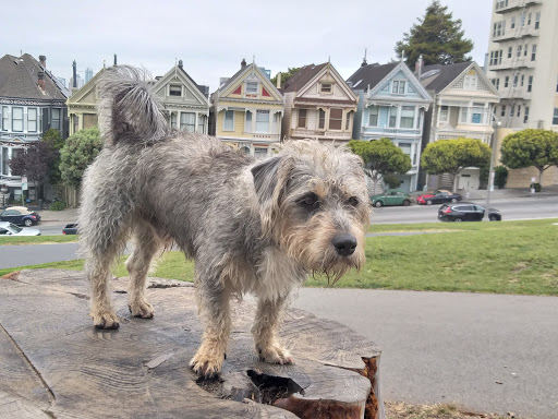 Historical Landmark «Painted Ladies», reviews and photos, Steiner St, San Francisco, CA 94117, USA