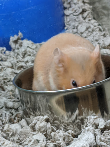 Pet Supply Store «PetSmart», reviews and photos, 28533 Marlboro Ave, Easton, MD 21601, USA