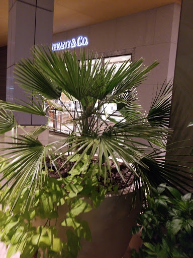 Jewelry Store «Tiffany & Co.», reviews and photos, 11601 Century Oaks Terrace, Austin, TX 78758, USA