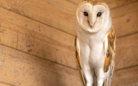 Screech Owl Sanctuary image