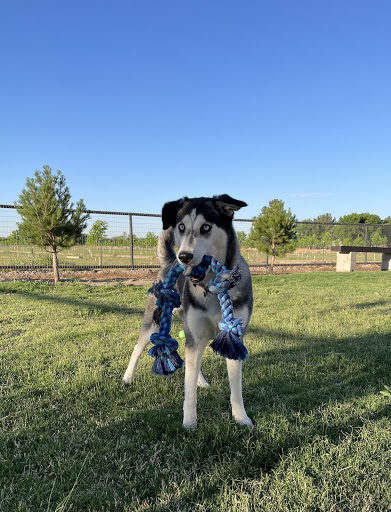 Green Dog Pet Resorts