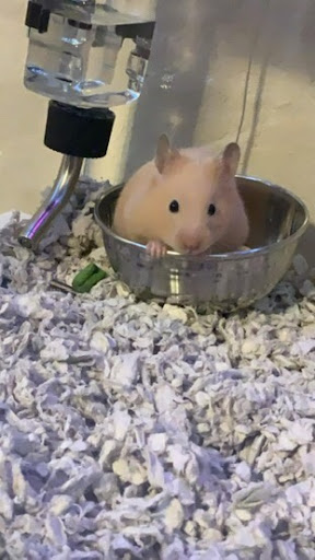 Pet Supply Store «PetSmart», reviews and photos, 104 TX-332, Lake Jackson, TX 77566, USA