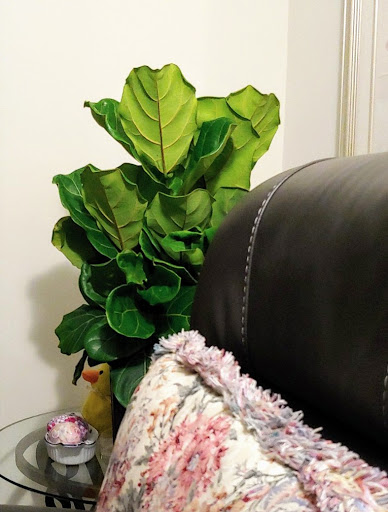 Home Improvement Store «The Home Depot», reviews and photos, 924 Dawsonville Hwy, Gainesville, GA 30501, USA