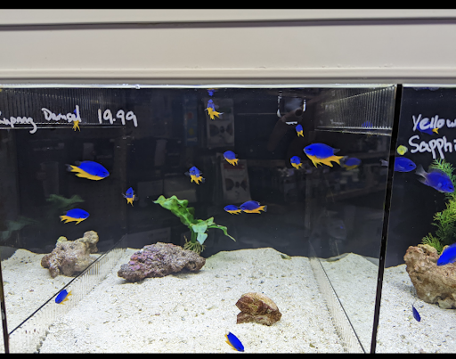 Tropical Fish Store «Barrier Reef Aquariums», reviews and photos, 1717 NE 44th St # A, Renton, WA 98056, USA