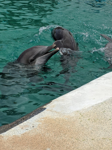 Tour Agency «Miami Swim With Dolphin Tours», reviews and photos, 247 SW 8th St, Miami, FL 33130, USA