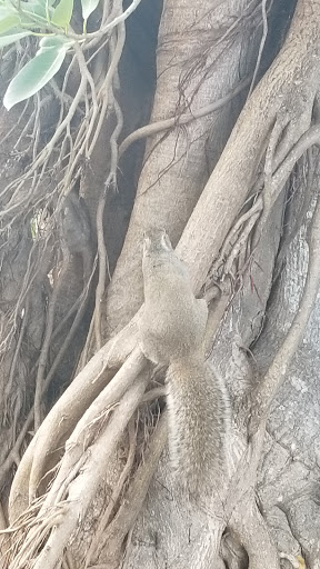 Park «Coral Reef Park», reviews and photos, 7895 SW 152nd St, Palmetto Bay, FL 33157, USA