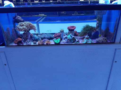 Pet Store «The Aquarium & Fish Store», reviews and photos, 710 W Lumsden Rd, Brandon, FL 33511, USA