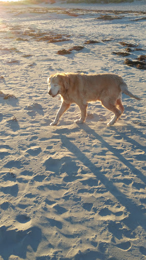 Park «Good Harbor Beach», reviews and photos, 99 Thatcher Rd, Gloucester, MA 01930, USA