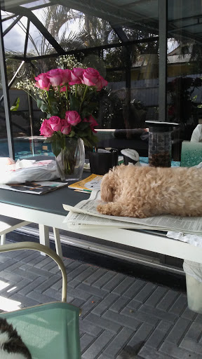 Pet Supply Store «PetSmart», reviews and photos, 335 Congress Ave, Boynton Beach, FL 33426, USA