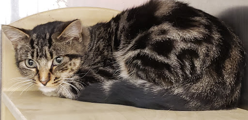 Pet Supply Store «PetSmart», reviews and photos, 10600 Melody Dr, Northglenn, CO 80234, USA