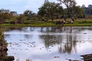 Hippopotamus Watching Point image