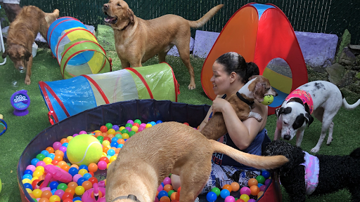 Photo of Harlem Doggie Day Spa