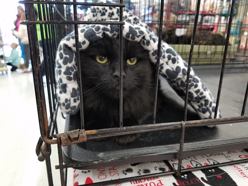 Pet Supply Store «Petco Animal Supplies», reviews and photos, 13701 Lakeside Cir, Sterling Heights, MI 48313, USA