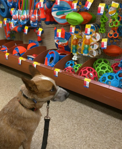 Pet Supply Store «PetSmart», reviews and photos, 4300 E Alameda Ave, Glendale, CO 80246, USA