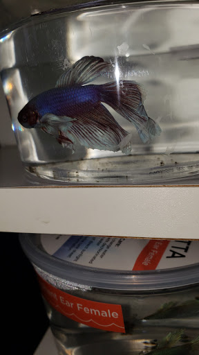 Pet Supply Store «Petco Animal Supplies», reviews and photos, 6025 Kruse Dr #159, Solon, OH 44139, USA