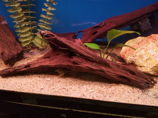 Pet Supply Store «Wet Spot Tropical Fish», reviews and photos, 4310 NE Hancock St, Portland, OR 97213, USA