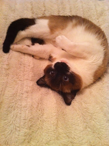 Pet Store «Perfect Pets», reviews and photos, 6840 S University Blvd #410, Centennial, CO 80122, USA