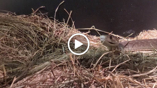 Zoo «Reptile Zoo», reviews and photos, 22715 US-2, Monroe, WA 98272, USA