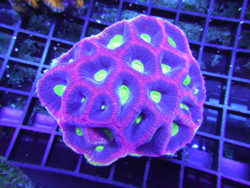 Pet Store «Reef Shac», reviews and photos, 2365 Powder Springs Rd SW #1119, Marietta, GA 30064, USA