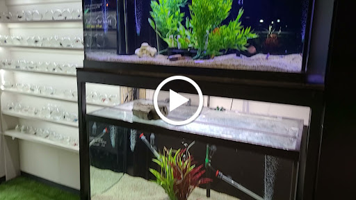 Pet Supply Store «Fish Gallery», reviews and photos, 26002 I-45, Spring, TX 77396, USA