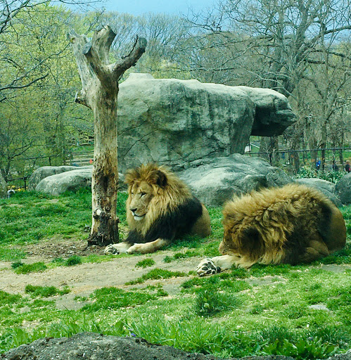 Park «Franklin Park», reviews and photos, 1 Franklin Park Rd, Boston, MA 02121, USA