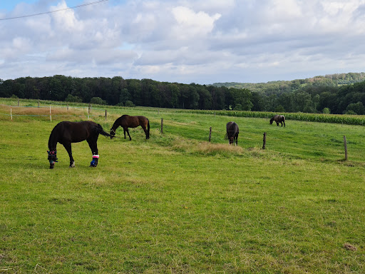 Veterinary clinic for horses Dr. Cronau unter Bochum, 
