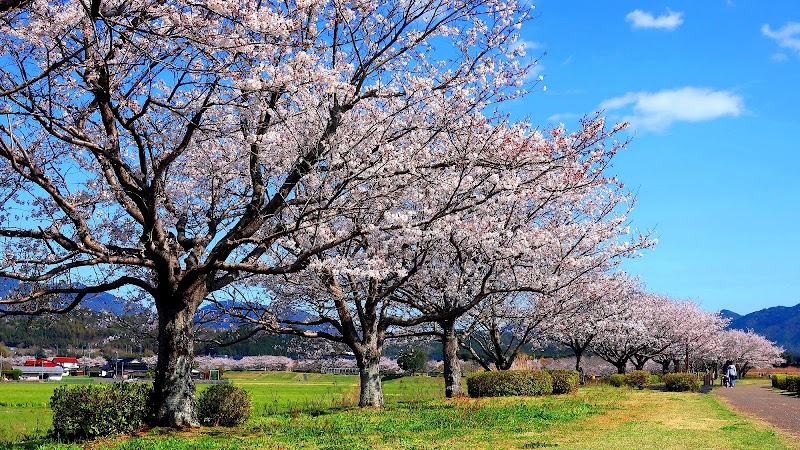 桜づつみ公園