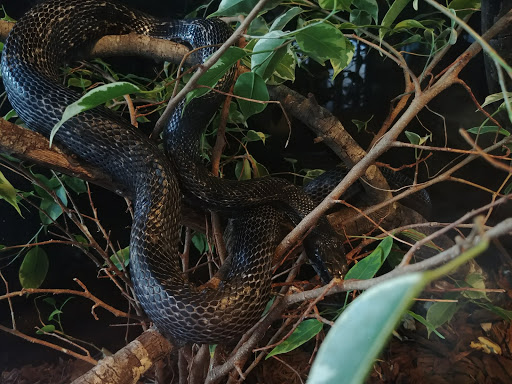 Nature Preserve «Autrey Mill Nature Preserve & Heritage Center», reviews and photos, 9770 Autrey Mill Rd, Johns Creek, GA 30022, USA