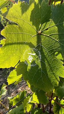 Domaine DU HAUT FOURNEAU à Chançay