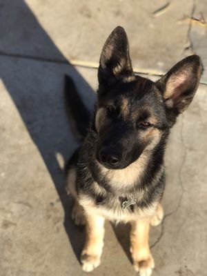 Pet Supply Store «Pet Food Express», reviews and photos, 18419 Ventura Blvd, Tarzana, CA 91356, USA