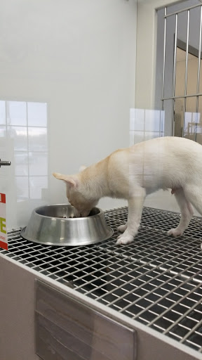 Pet Store «Petland», reviews and photos, 5470 Dixie Hwy, Fairfield, OH 45014, USA