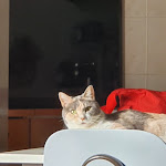 Photo n°1 de l'avis de Simone.r fait le 19/05/2021 à 21:49 sur le  Pasticceria Sorelle Branchini Cocquio-Trevisago à Cocquio-Trevisago