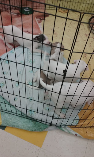 Pet Supply Store «Pet Supplies Plus», reviews and photos, 2649 E Grand River Ave, Howell, MI 48843, USA