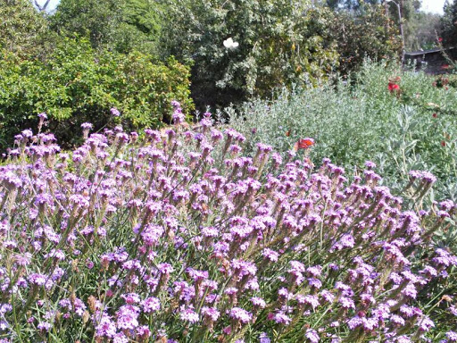 Historical Landmark «Rancho Los Cerritos, Historic Site», reviews and photos, 4600 Virginia Rd, Long Beach, CA 90807, USA