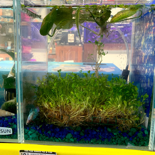 Pet Store «Oak Park Natural Pet & Fish», reviews and photos, 23 N Harlem Ave, Oak Park, IL 60302, USA
