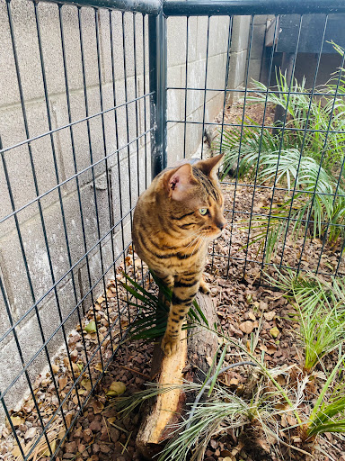 Bengals of Surprise Arizona