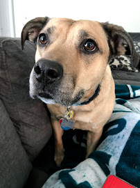 Furever Young Pet Care LLC - Photo 5 - Car repair in , Richmond