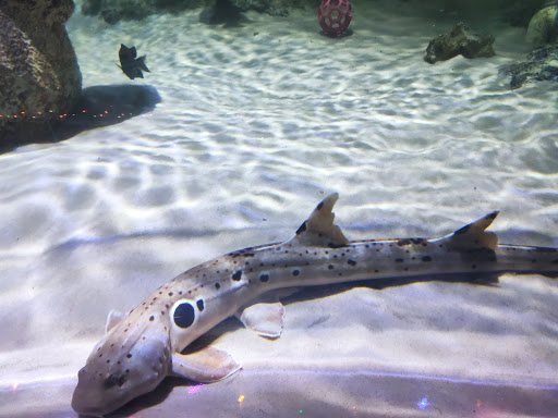 Aquarium «SEA LIFE Charlotte-Concord Aquarium», reviews and photos, 8111 Concord Mills Boulevard, Concord, NC 28027, USA
