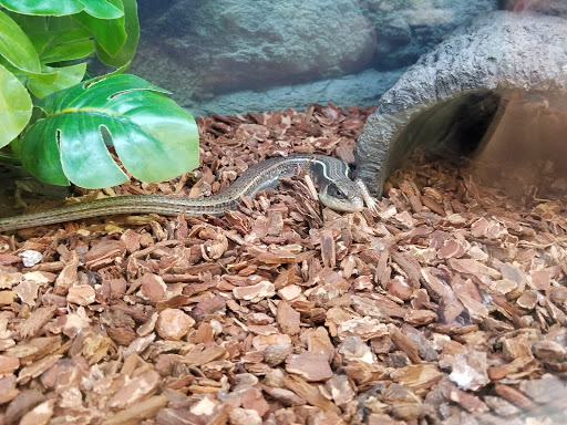 Pet Supply Store «Petco Animal Supplies», reviews and photos, 178 Township Blvd, Camillus, NY 13031, USA