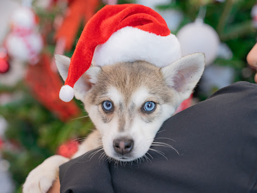 Pet Store «Petland», reviews and photos, 10289 Ulmerton Rd, Largo, FL 33771, USA