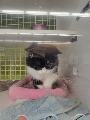 Pet Supply Store «Petco Animal Supplies», reviews and photos, 11147 Park Blvd N, Seminole, FL 33772, USA