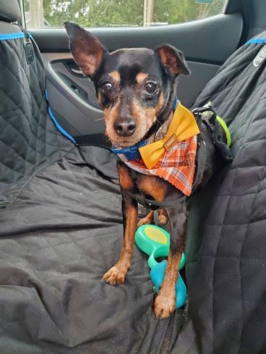 Pet Supply Store «Health Mutt», reviews and photos, 6116 N Central Ave, Tampa, FL 33604, USA