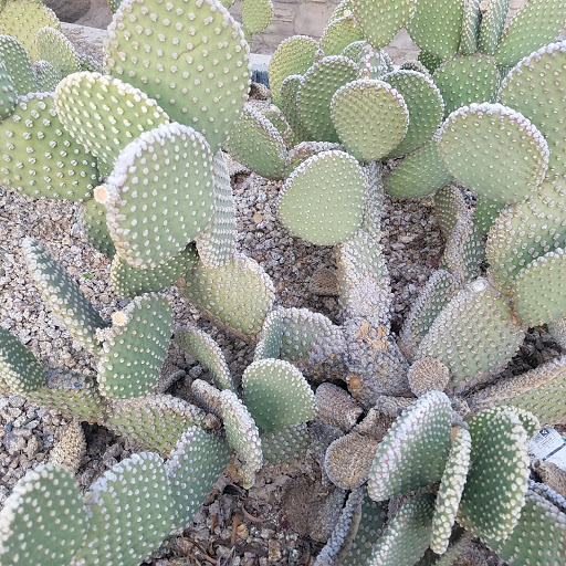 Golf Club «Foothills Golf Club», reviews and photos, 2201 E Clubhouse Dr, Phoenix, AZ 85048, USA