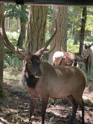 Zoo «Northwest Trek Wildlife Park», reviews and photos, 11610 Trek Dr E, Eatonville, WA 98328, USA