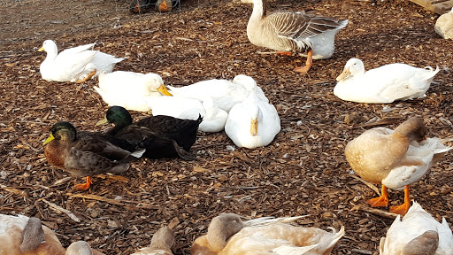 Farm «Alstede Farms», reviews and photos, 1 Alstede Farms Ln, Chester, NJ 07930, USA