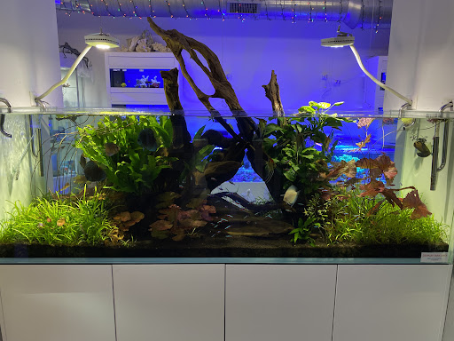 Tropical Fish Store «Old Town Aquarium», reviews and photos, 1538 N Wells St, Chicago, IL 60610, USA