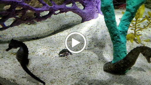 Aquarium «SEA LIFE Minnesota Aquarium», reviews and photos, 120 E Broadway, Bloomington, MN 55425, USA