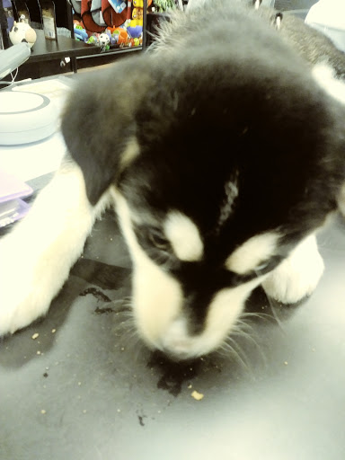 Pet Supply Store «Pet Valu», reviews and photos, 6220 Wilmington Pike D, Sugarcreek Township, OH 45459, USA